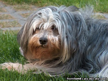 Polnischer Niederungshütehund Momo(Piffi Pon vom Grönegau)