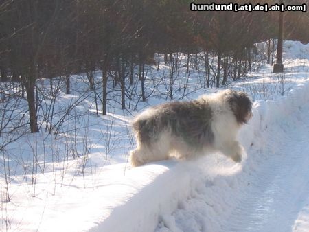 Polnischer Niederungshütehund Meine geliebt  Zanka Ama canem