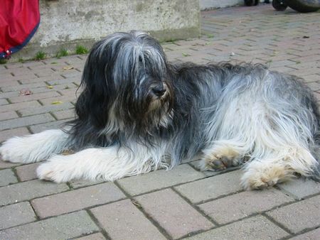 Polnischer Niederungshütehund Berenice 1 Jahr beige/ grau