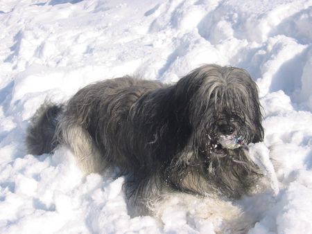 Polnischer Niederungshütehund Berenice PON