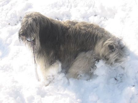 Polnischer Niederungshütehund Berenice PON