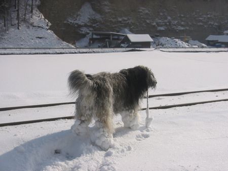 Polnischer Niederungshütehund Berenice PON