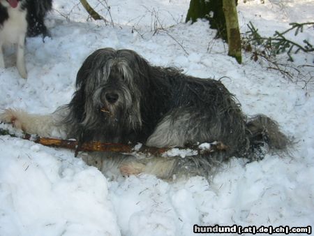 Polnischer Niederungshütehund Berenice von Marochow