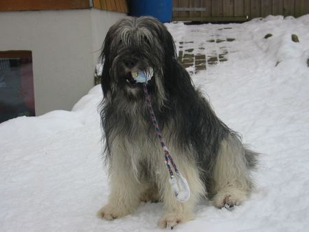 Polnischer Niederungshütehund Berenice PON