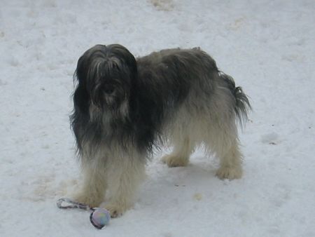 Polnischer Niederungshütehund Berenice PON