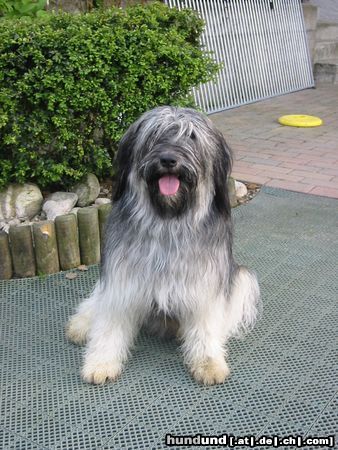 Polnischer Niederungshütehund Mein Schmuckstück