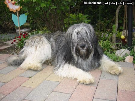 Polnischer Niederungshütehund Berenice 