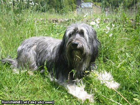 Polnischer Niederungshütehund Keine Beschreibung