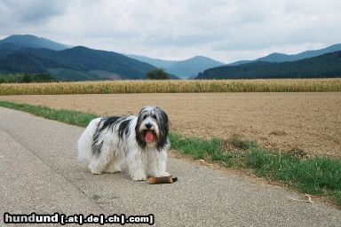 Polnischer Niederungshütehund PON Lilli