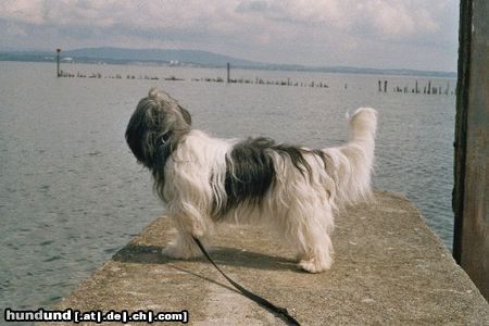 Polnischer Niederungshütehund Lilli am Bodensee