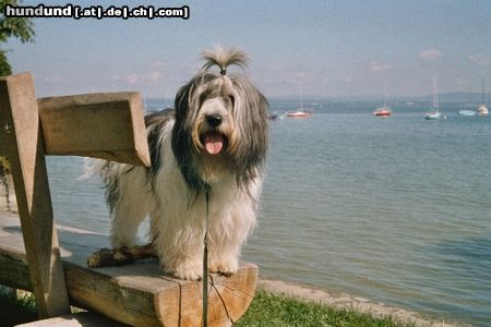 Polnischer Niederungshütehund Lilli am Bodensee