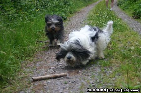 Polnischer Niederungshütehund PON Wettrennen