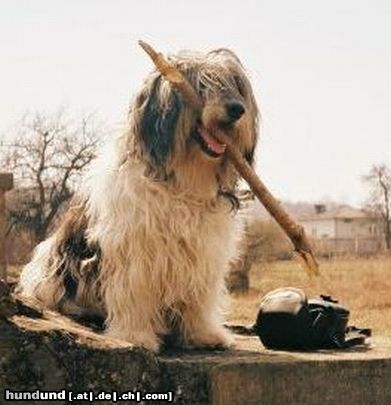 Polnischer Niederungshütehund Szelma- Ich bin ein Huetehund! 