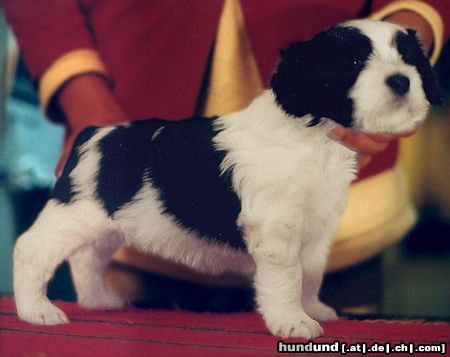 Polnischer Niederungshütehund ZALOTNA z Czanca