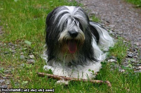 Polnischer Niederungshütehund Mein Stöckchen