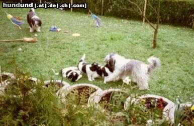 Polnischer Niederungshütehund PONs im Garten