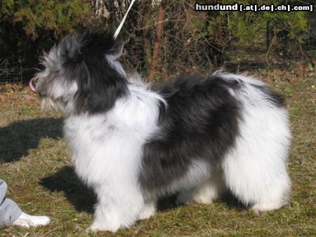 Polnischer Niederungshütehund Iwanka at Wellpaw`s z Kuny