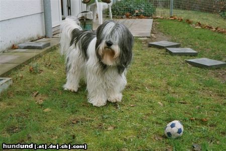 Polnischer Niederungshütehund Lilli 