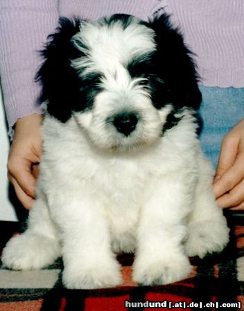 Polnischer Niederungshütehund ZUBRZYK z Czanca