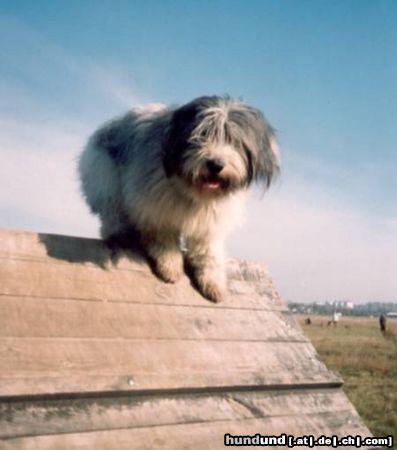 Polnischer Niederungshütehund Bzik in Schule