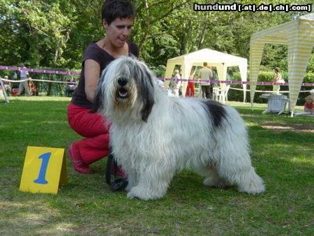 Polnischer Niederungshütehund Zorba Ama Canem