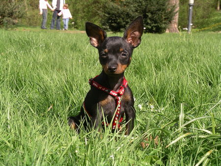 Praszký Krysavik Rocky genießt die Sonne!