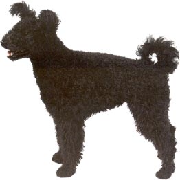 Pumi