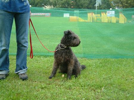 Pumi aufgenommen beim 1. European Agility Open 2002