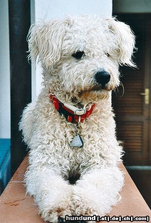 Pumi Hanky auf Elba Sommer 2002