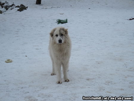 Pyrenäenberghund Pyris  im Winter