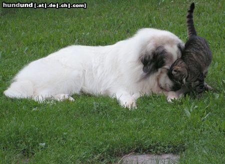 Pyrenäenberghund Monty und die Katze Teddy