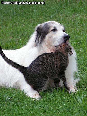 Pyrenäenberghund Monty und die Katze Teddy 2