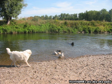 Pyrenäenberghund Pyris  im Urlaub