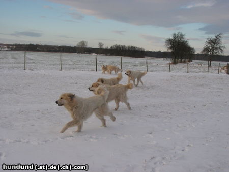 Pyrenäenberghund Pyris  im Winter