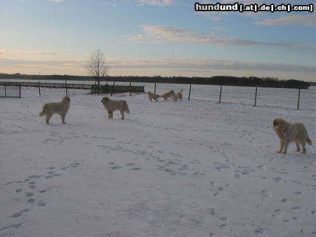 Pyrenäenberghund Pyris  im Winter