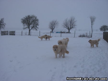 Pyrenäenberghund Pyris  im Winter