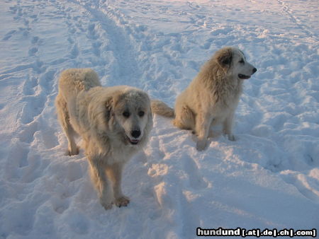 Pyrenäenberghund Pyris  im Winter