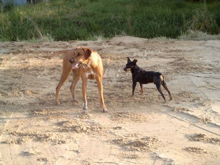 Ratero Murphy mit Ridgeback-Freundin Dheyna