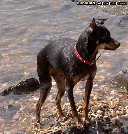 Ratero Ich bin sammy,ein Ratero aus Mallorca