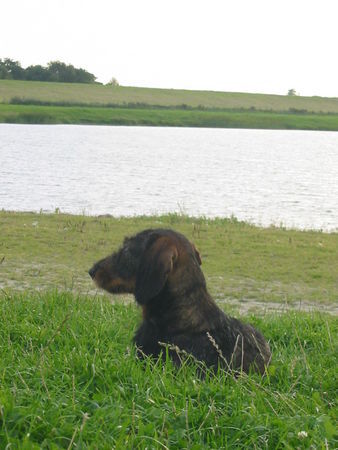 Rauhhaardackel (Zwergdackel) Streck die Nase in den Nordseewind!