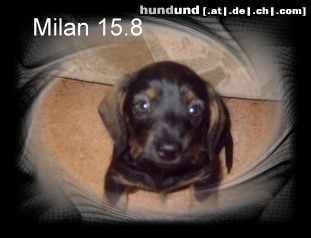 Rauhhaardackel (Zwergdackel) Milan