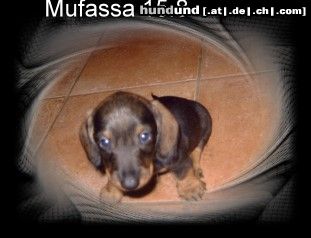 Rauhhaardackel (Zwergdackel) Mufassa