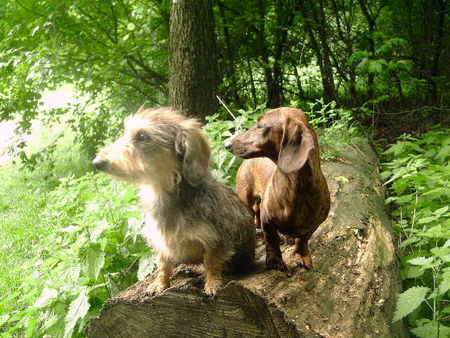 Rauhhaardackel (Zwergdackel) Billy Jean und Martischa  von der Hommelheide