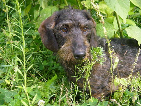 Rauhhaardackel (Zwergdackel) Bautz im Gras