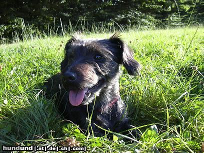 Rauhhaardackel (Zwergdackel) Dascha (RauhaarDackel-CairnTerrierMix)