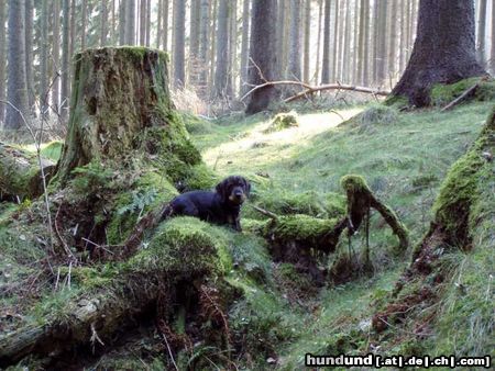 Rauhhaardackel (Zwergdackel) Carlo vom Jungfernbörnchen im Wald