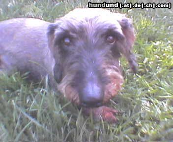 Rauhhaardackel (Zwergdackel) der benno auf der sommer wiese