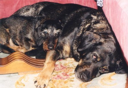 Rauhhaardackel (Zwergdackel) Benny und seine Rottweiler-Schäferhund Mischung Freundin