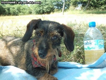 Rauhhaardackel (Zwergdackel) Nora beim Picknick