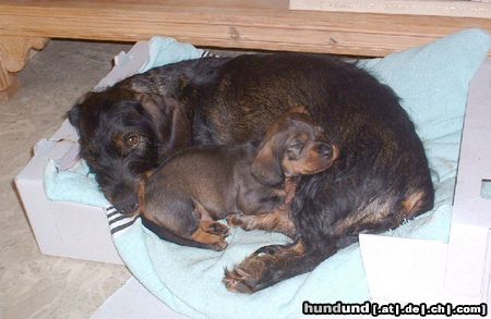 Rauhhaardackel (Zwergdackel) Idje mit ihrer Tochter Kira